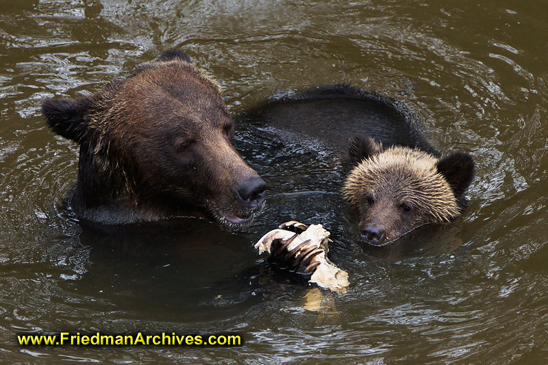 bear,bears,nature,wild,brown,wild,fuzzy,water,fish,meal,eating,fishing,